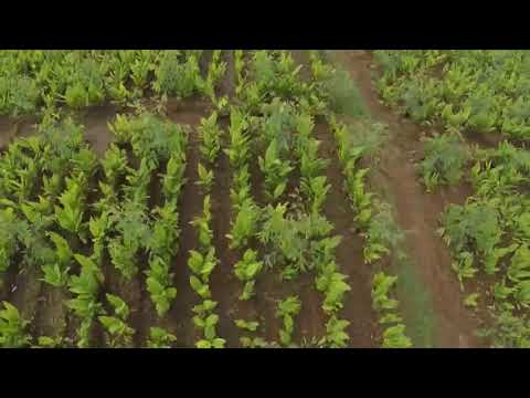 Ayurveda Documentary